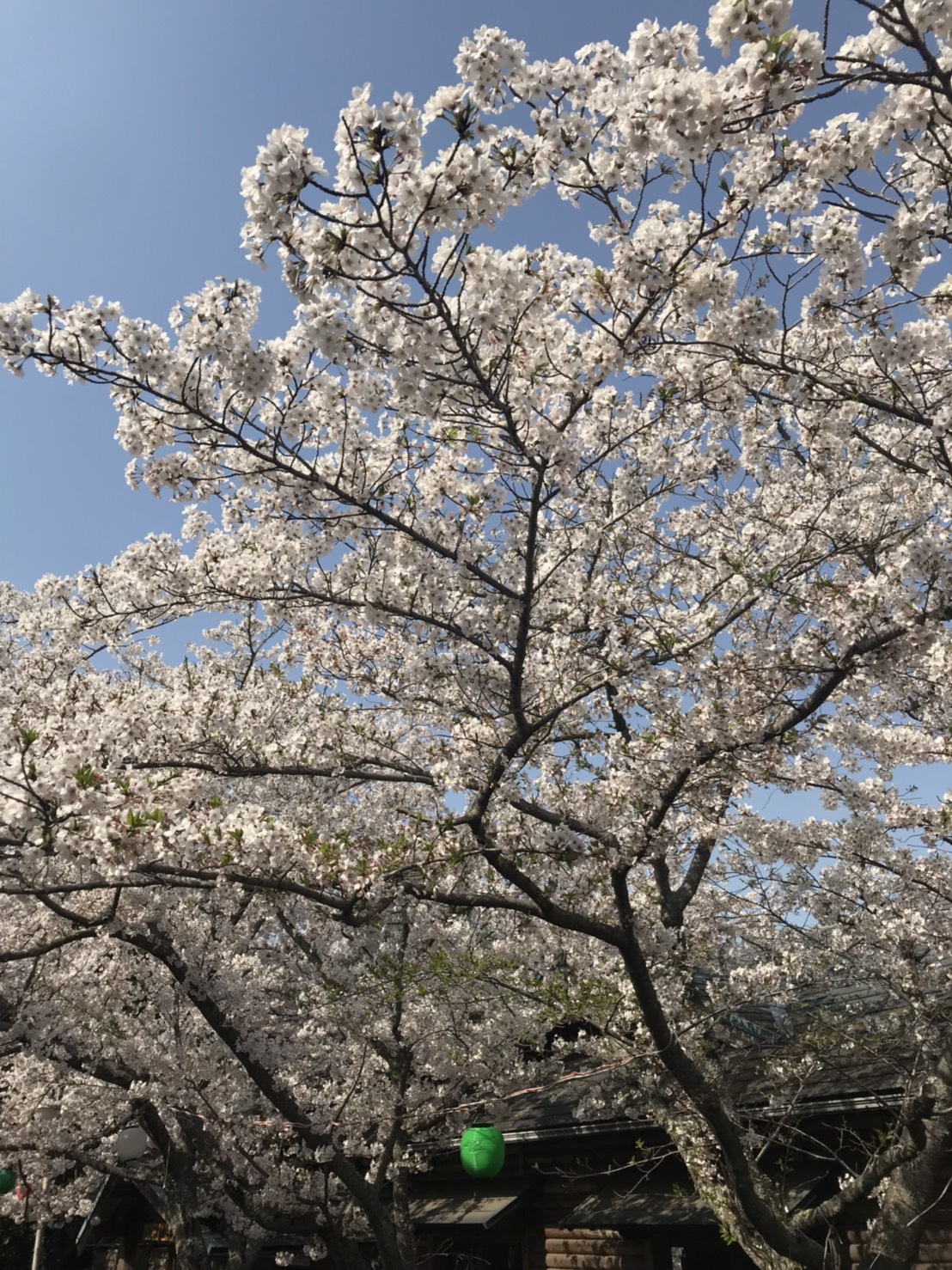 お花見日和