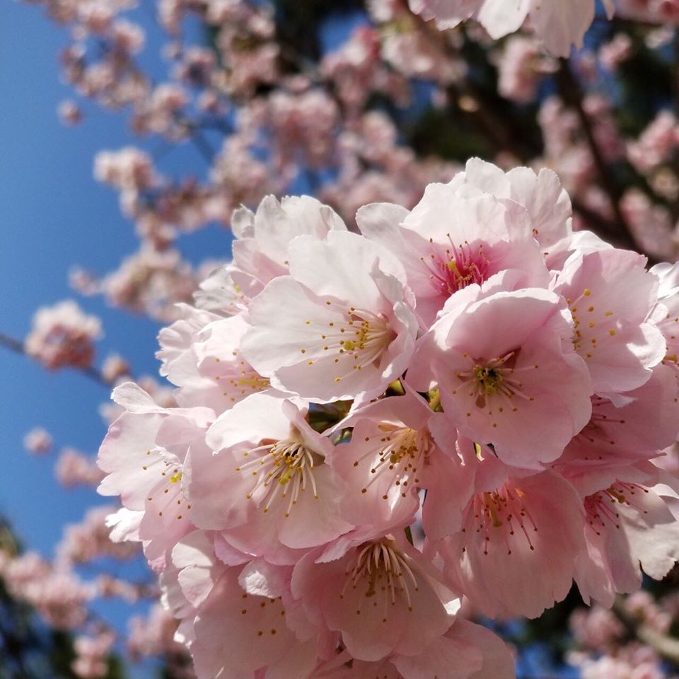 お花見弁当をお探しならの写真